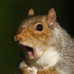 Meet your Posher, Kurt